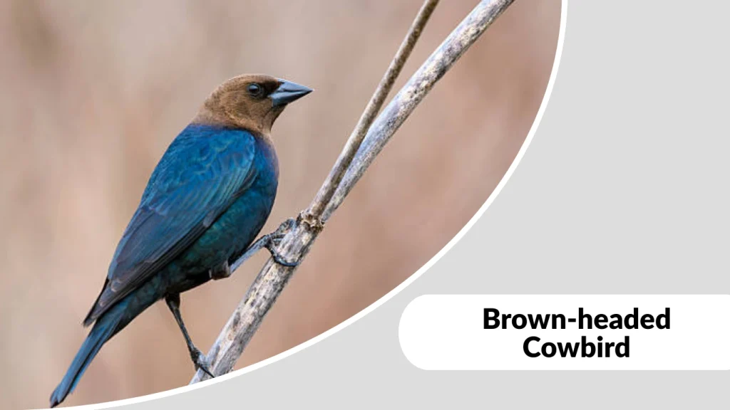 Brown-headed Cowbird