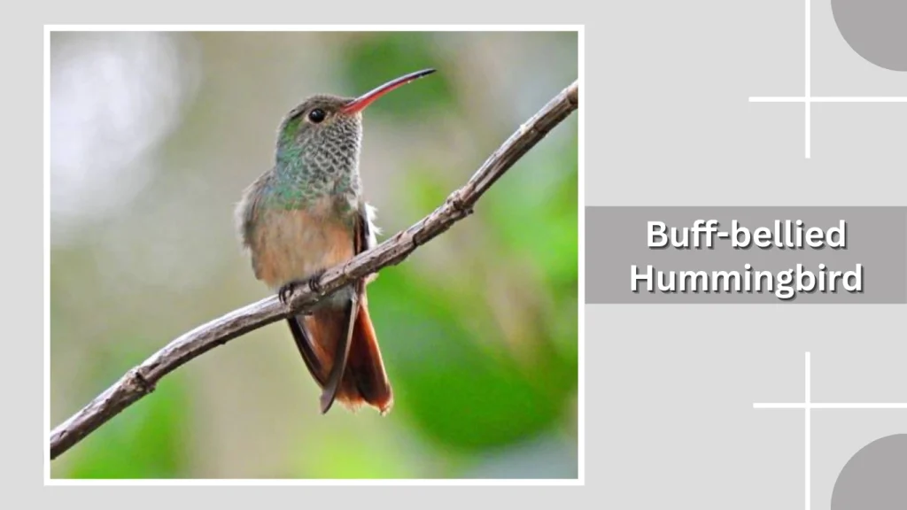 Buff-bellied Hummingbird