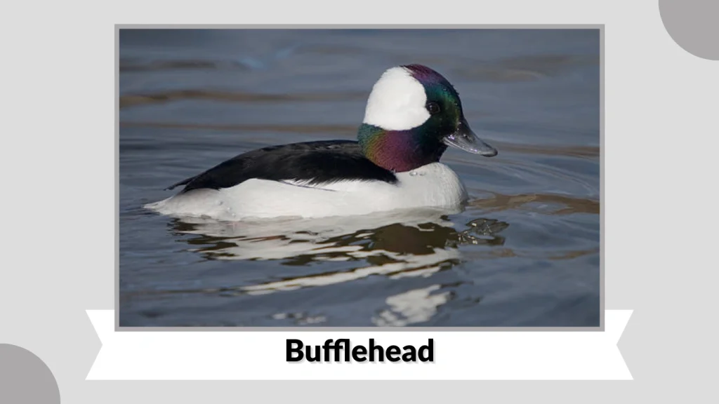 Bufflehead