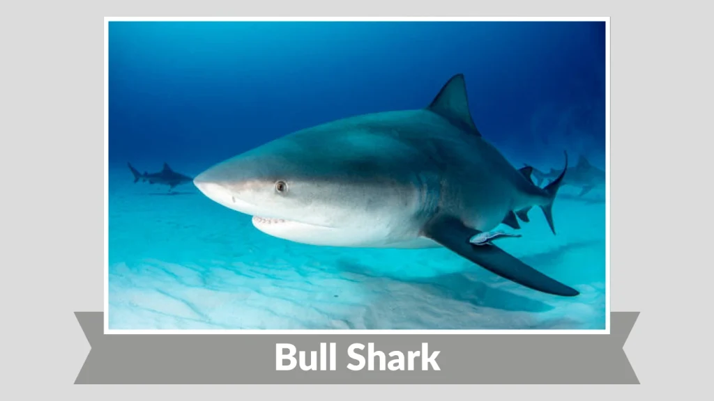 Bull Shark