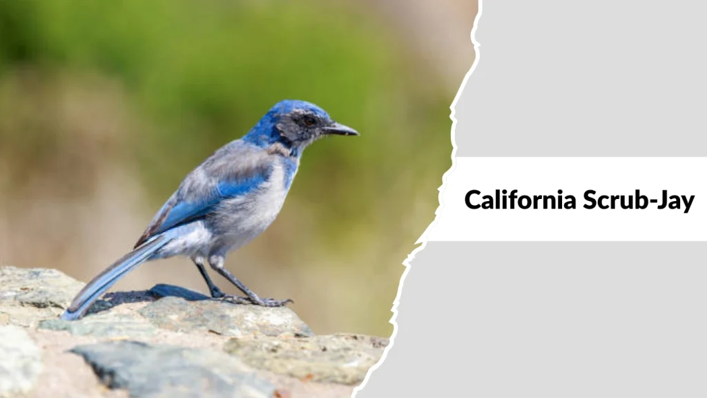 California Scrub-Jay