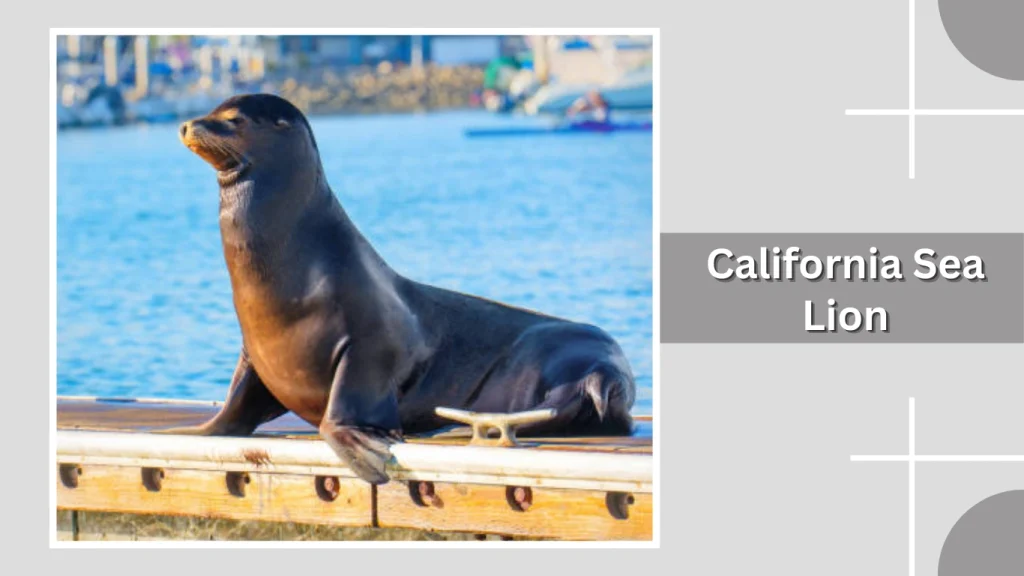 California Sea Lion