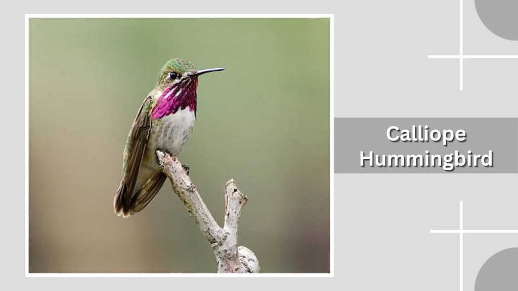 Calliope Hummingbird