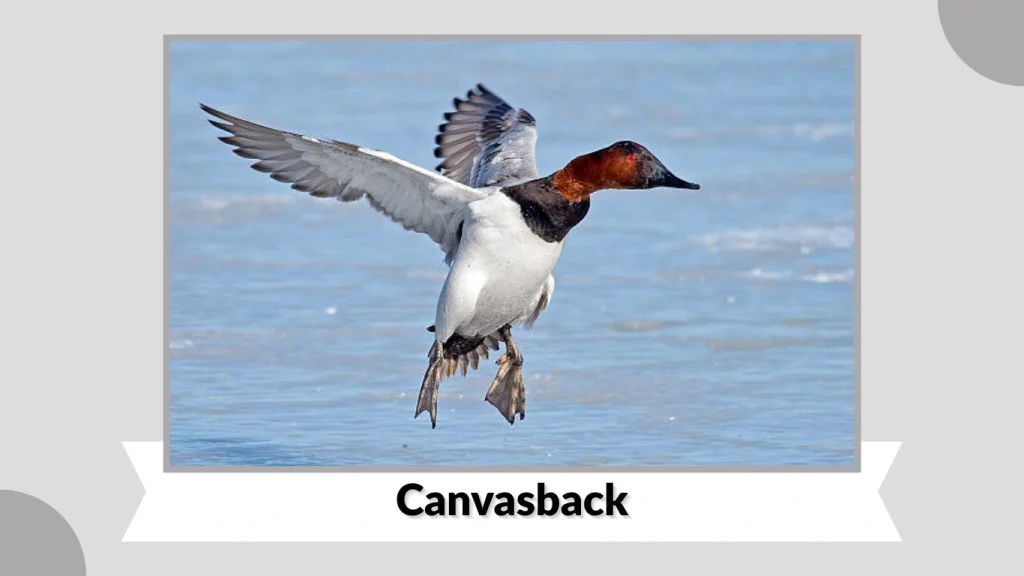 Canvasback