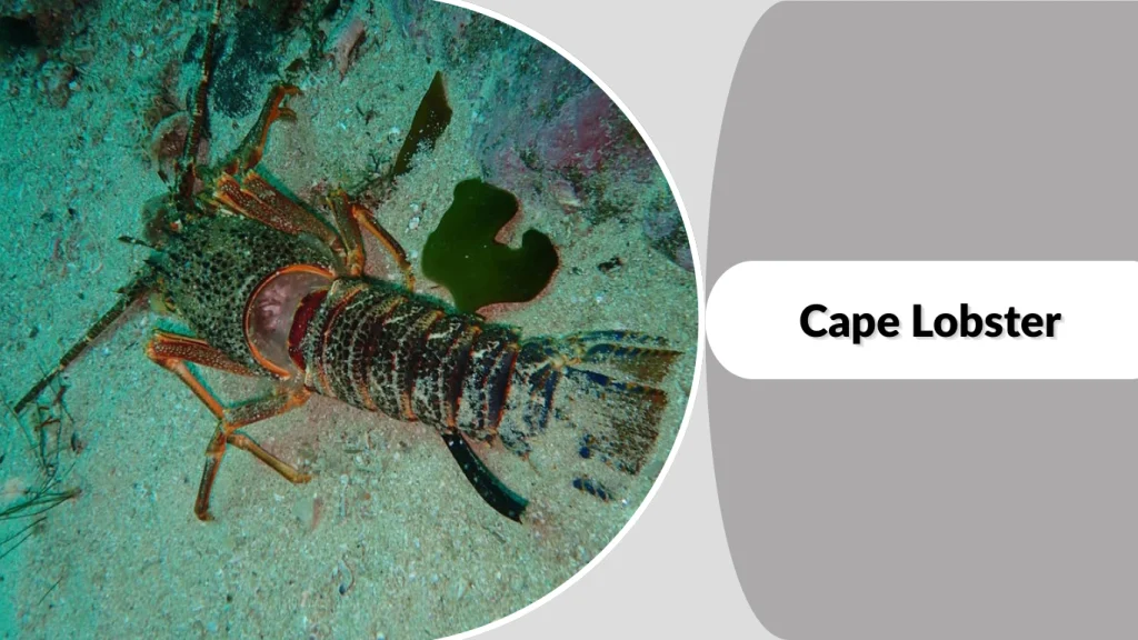 Cape Lobster