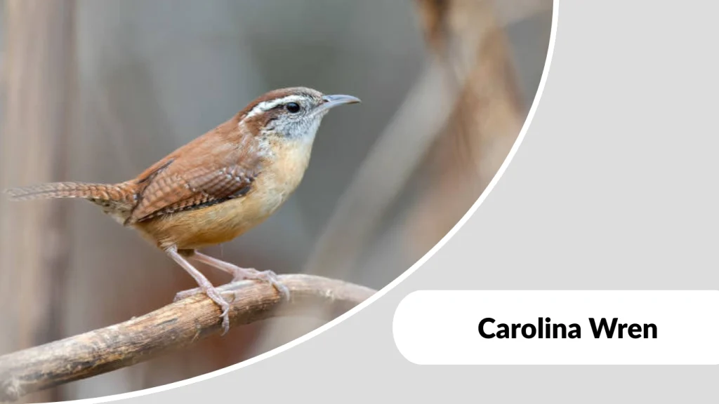 Carolina Wren