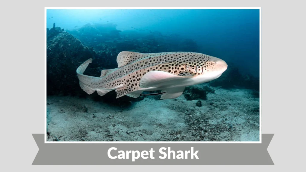 Carpet Shark