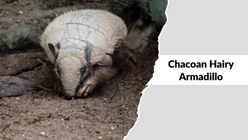 Chacoan Hairy Armadillo