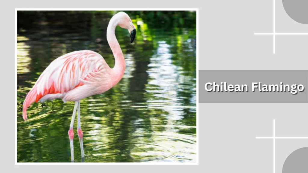 Chilean Flamingo