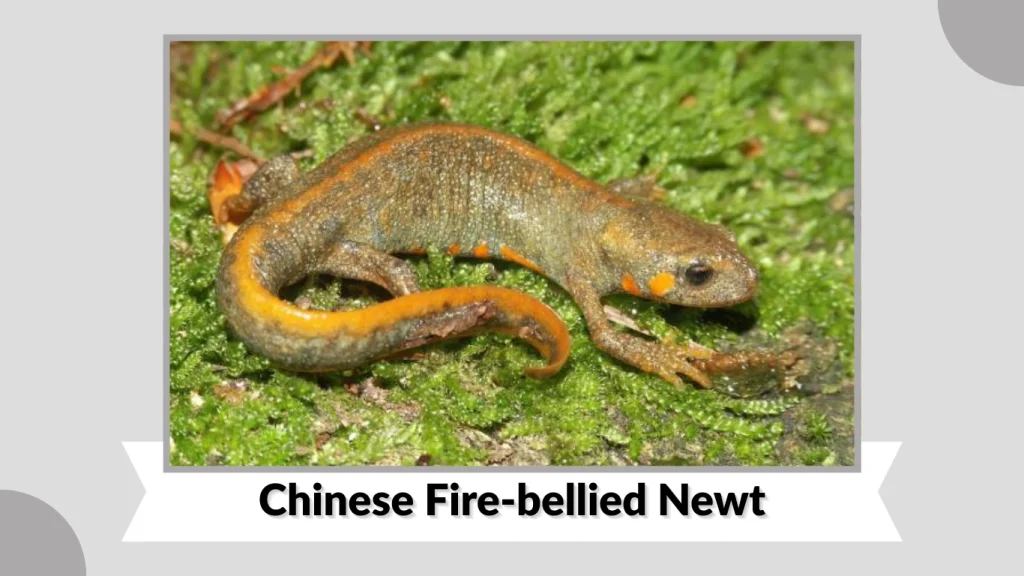 Chinese Fire-bellied Newt