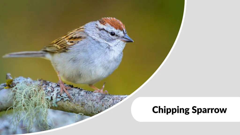 Chipping Sparrow