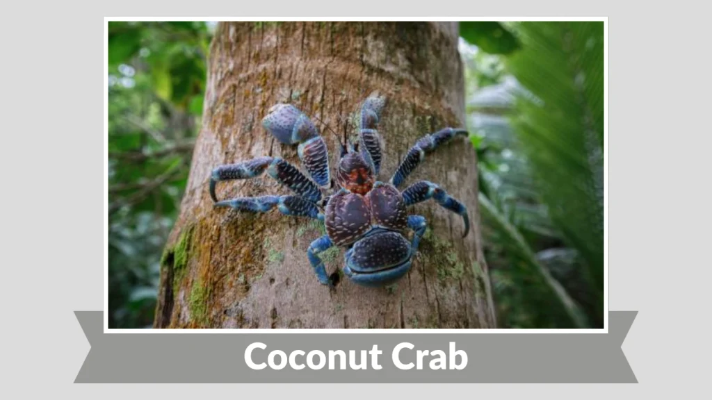 Coconut Crab