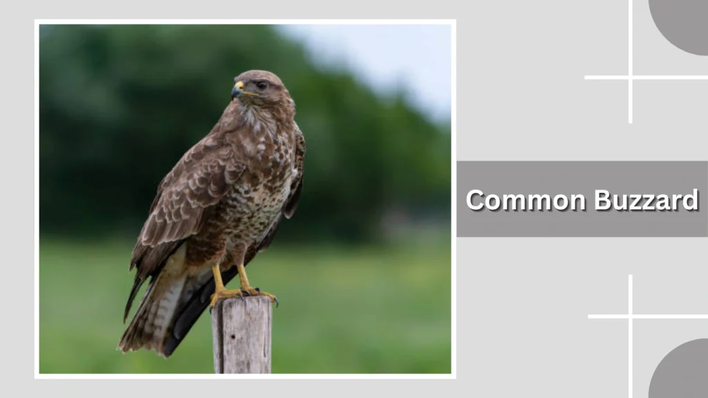 Common Buzzard