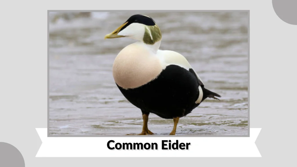 Common Eider