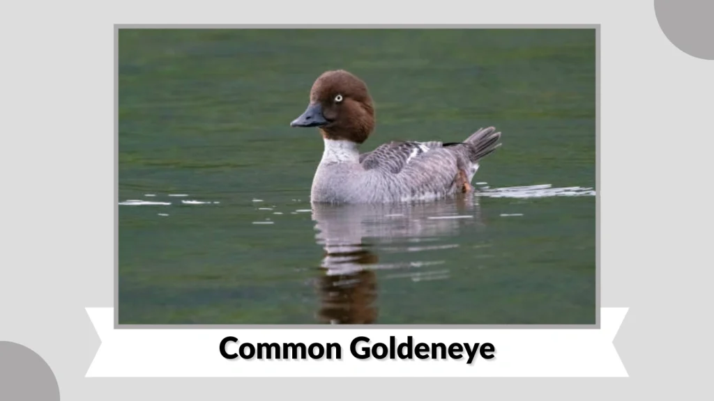 Common Goldeneye