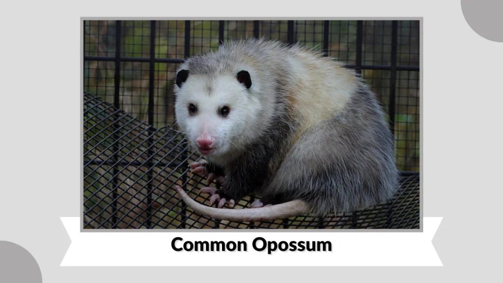 Common Opossum