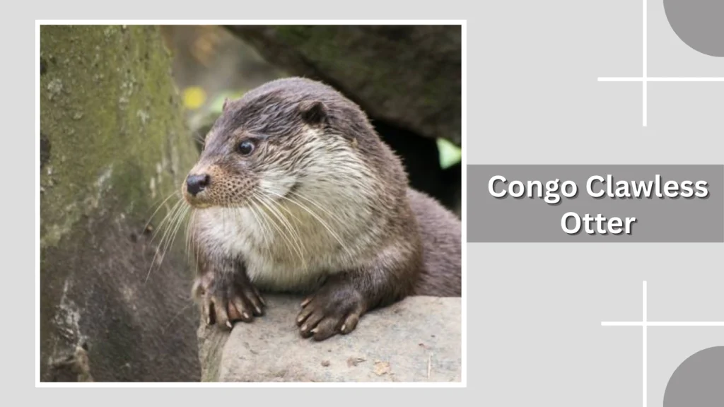 Congo Clawless Otter