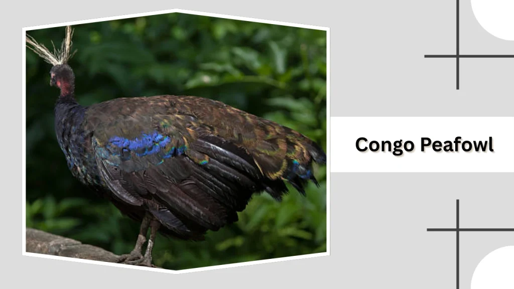 Congo Peafowl