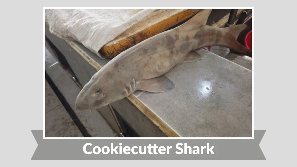 Cookiecutter Shark