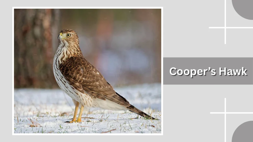 Cooper’s Hawk