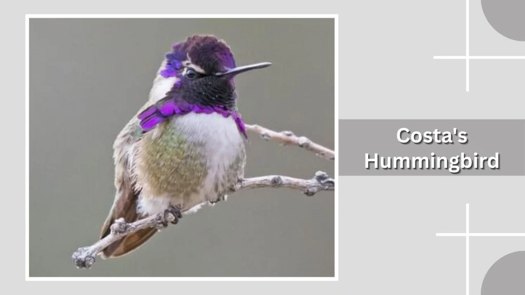 Costa's Hummingbird