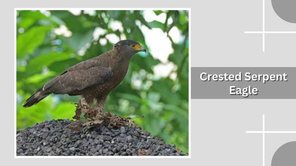 Crested Serpent Eagle