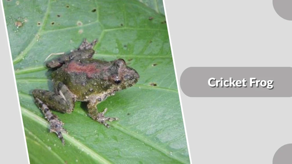 Cricket Frog
