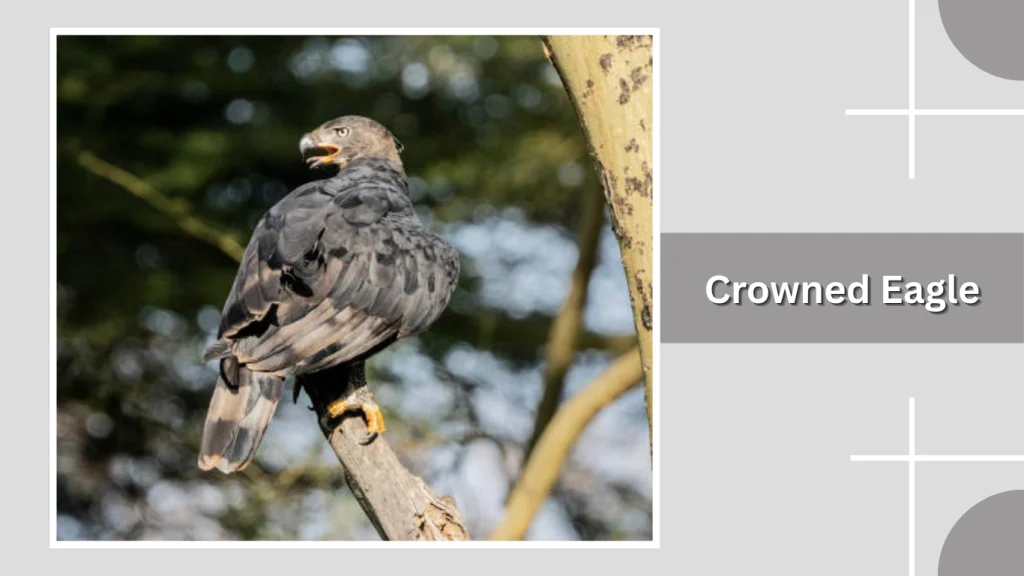 Crowned Eagle