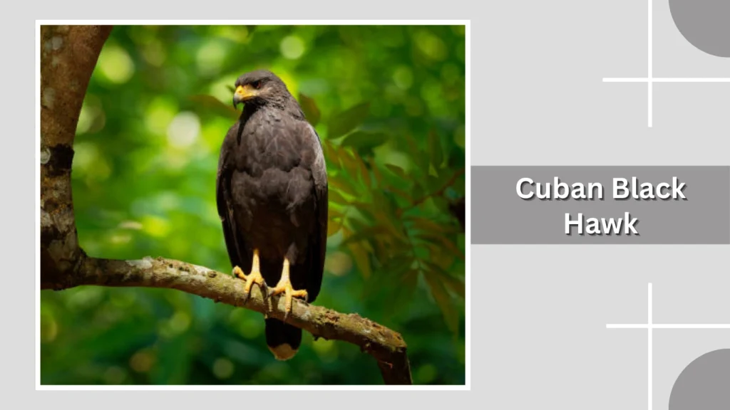 Cuban Black Hawk