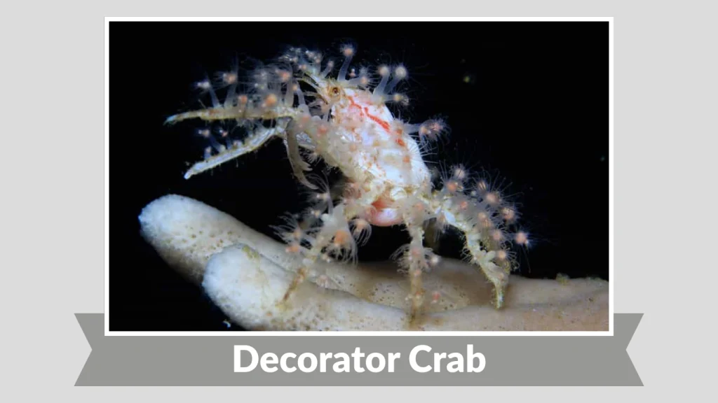Decorator Crab