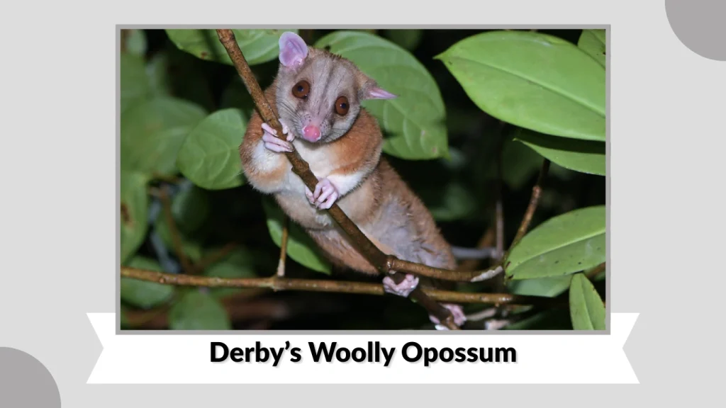 Derby’s Woolly Opossum