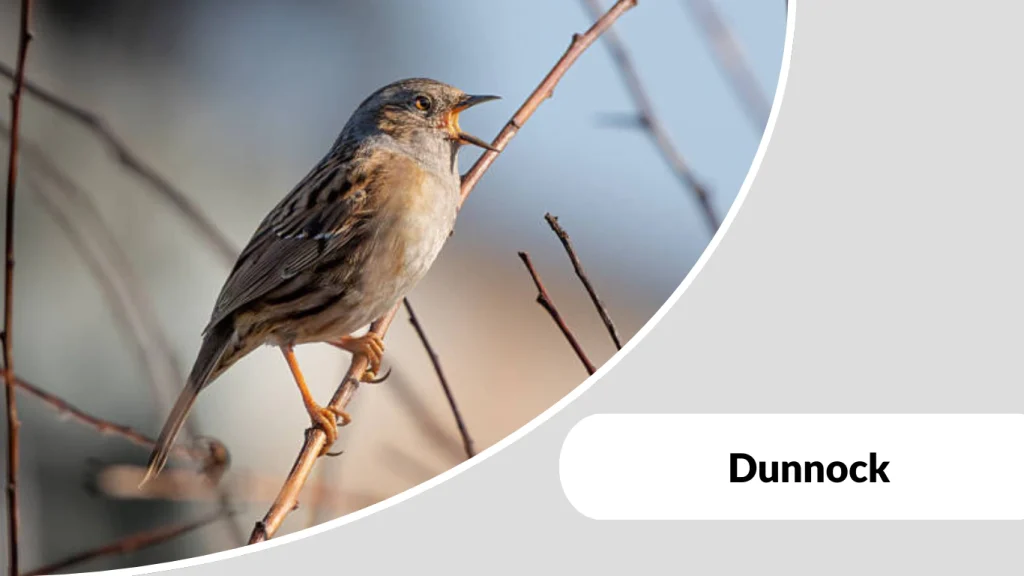 Dunnock