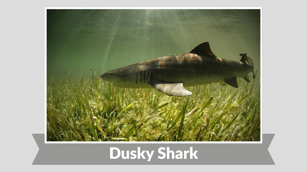 Dusky Shark