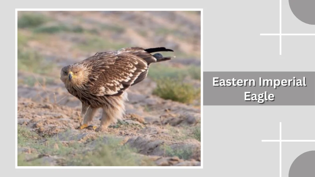 Eastern Imperial Eagle