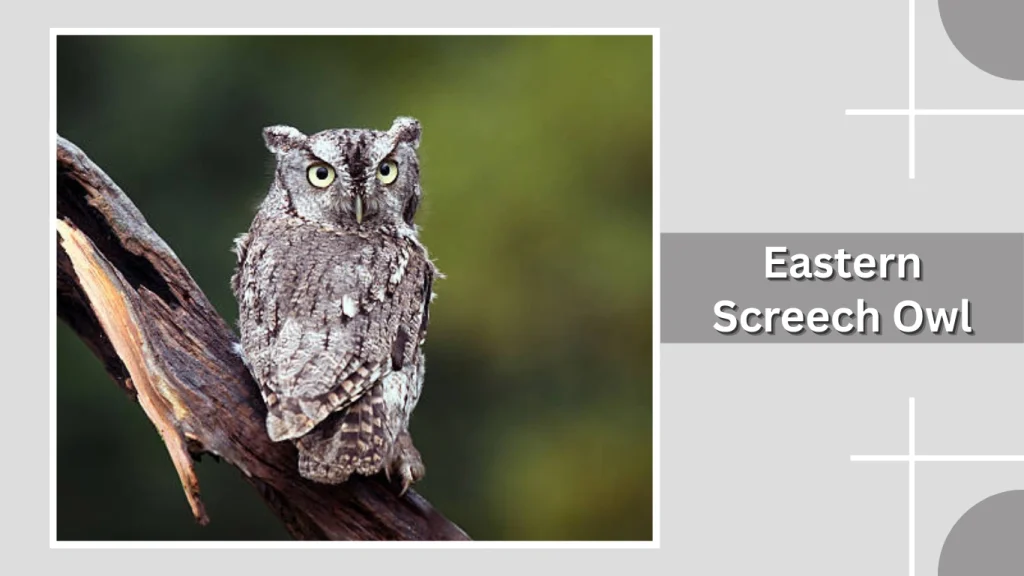 Eastern Screech Owl