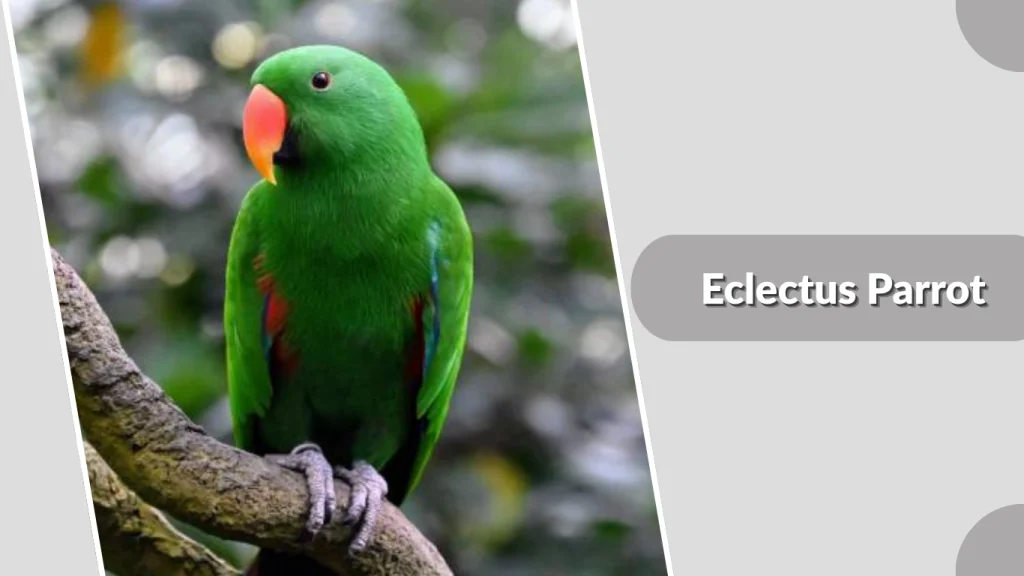 Eclectus Parrot