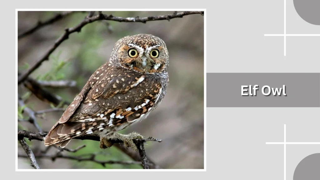 Elf Owl