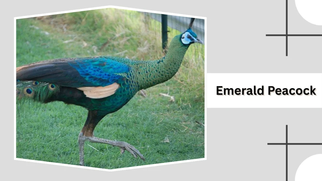 Emerald Peacock