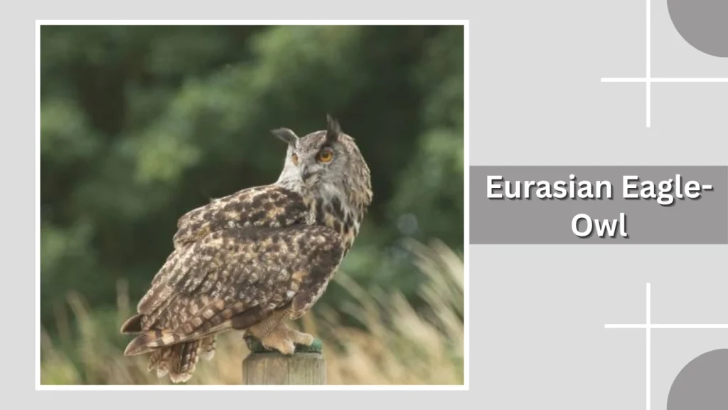 Eurasian Eagle-Owl