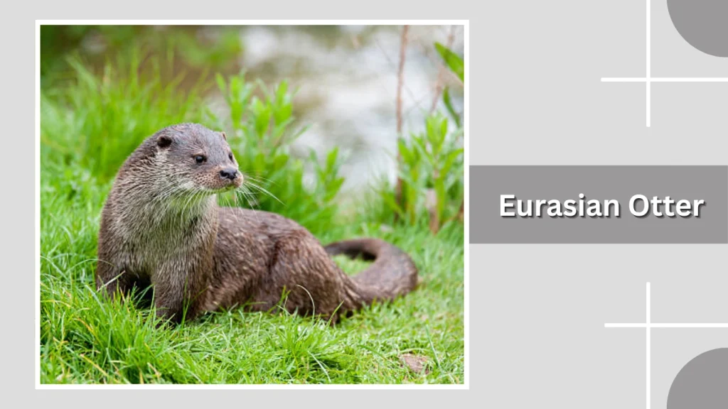 Eurasian Otter