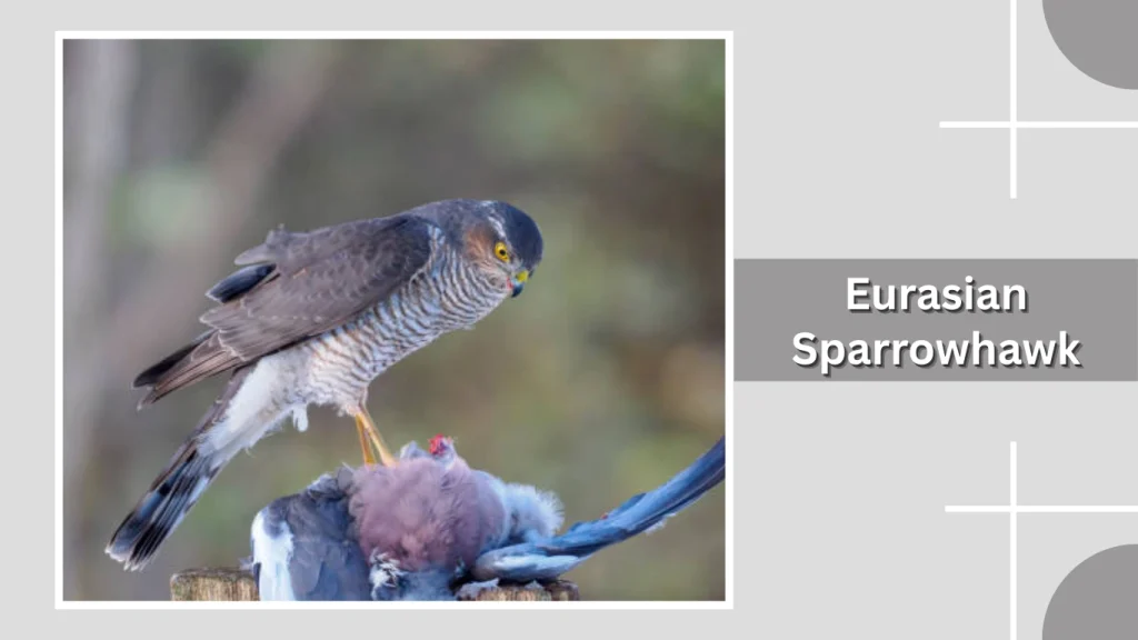 Eurasian Sparrowhawk