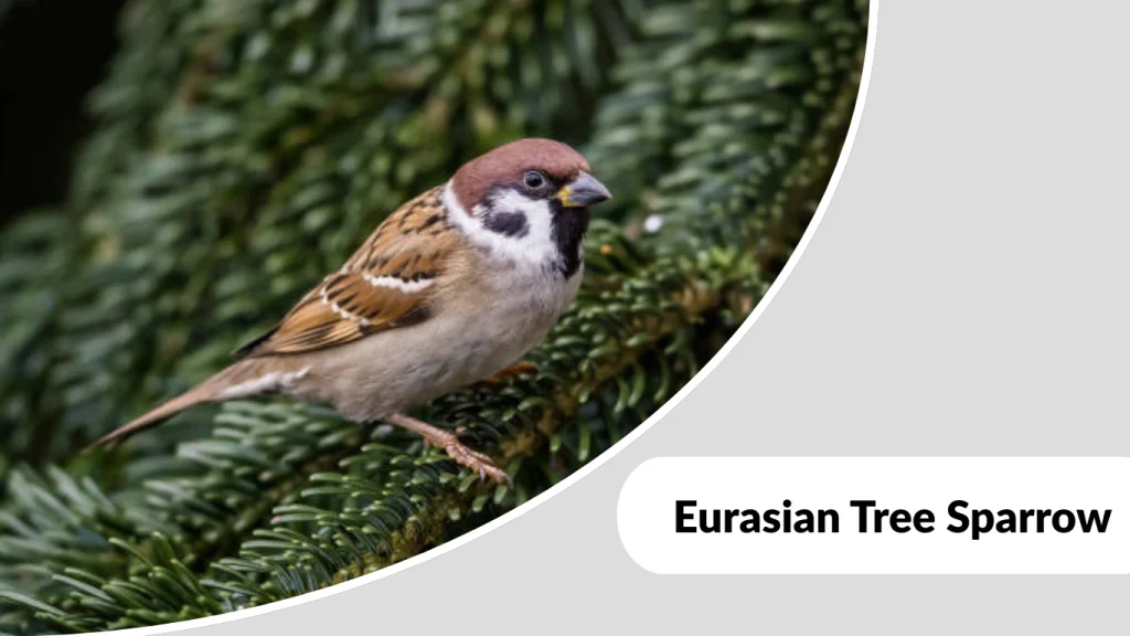 Eurasian Tree Sparrow
