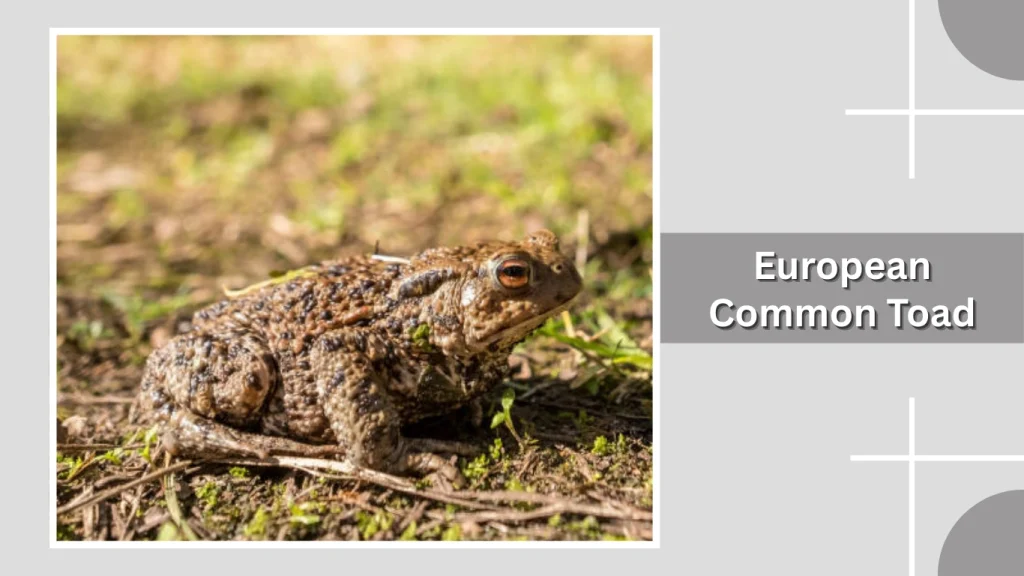 European Common Toad