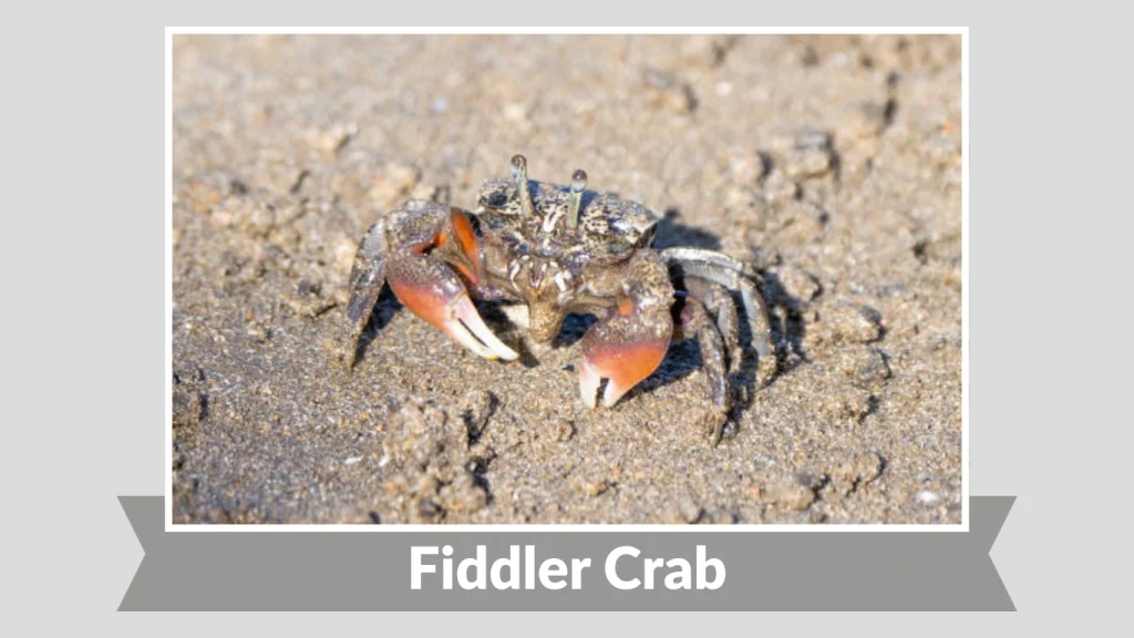 Fiddler Crab