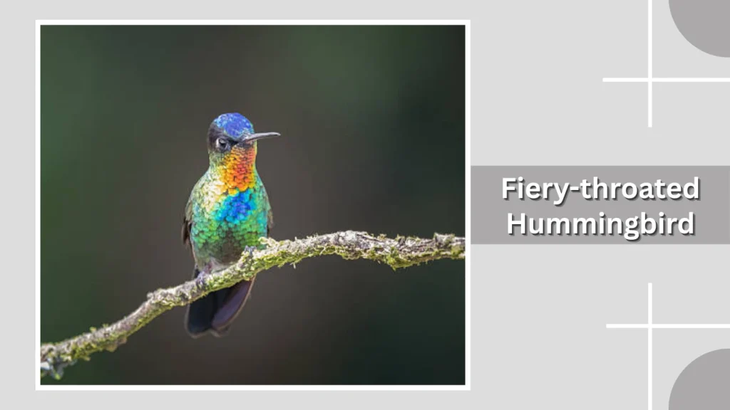 Fiery-throated Hummingbird