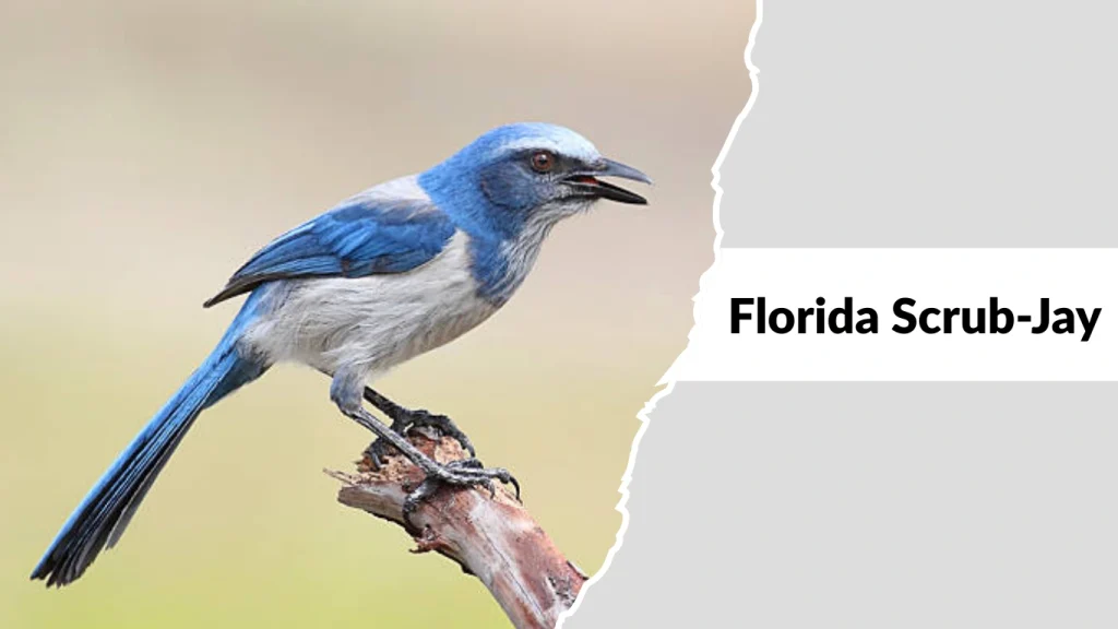 Florida Scrub-Jay