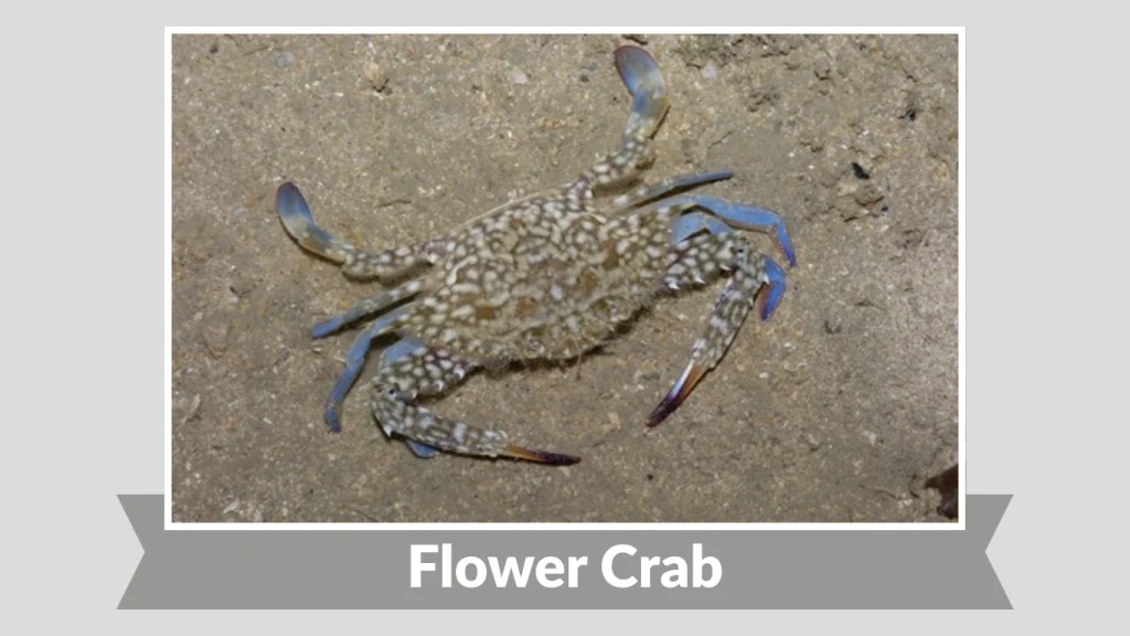 Flower Crab