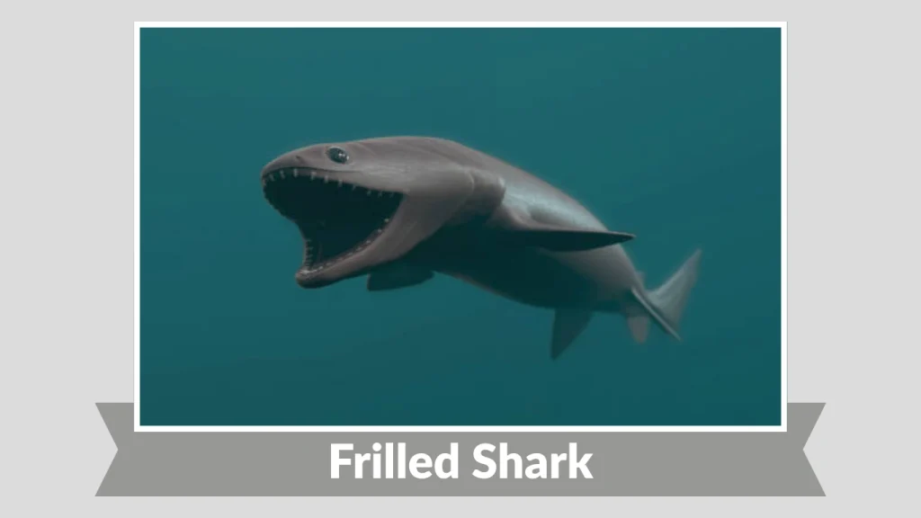 Frilled Shark