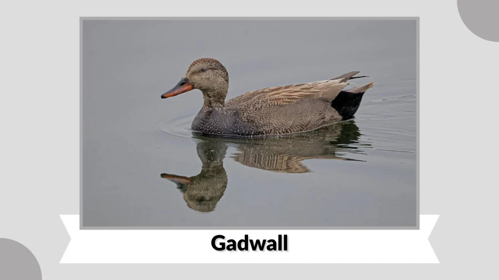 Gadwall