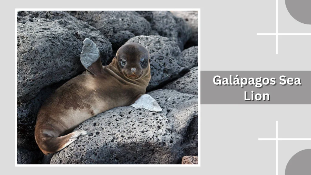 Galápagos Sea Lion